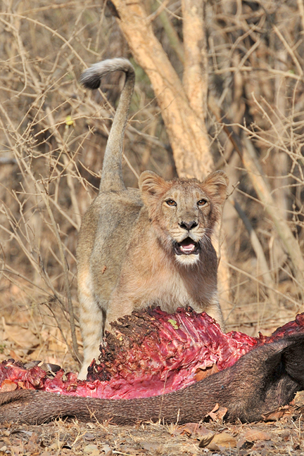 ASIATIC LION CUB WITH KILL