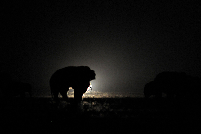 ASIAN ELEPHANT AT NIGHT